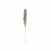 Decoratietak Pluim pampasgras gedroogd H170cm