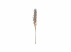 Decoratietak Pluim pampasgras gedroogd H170cm