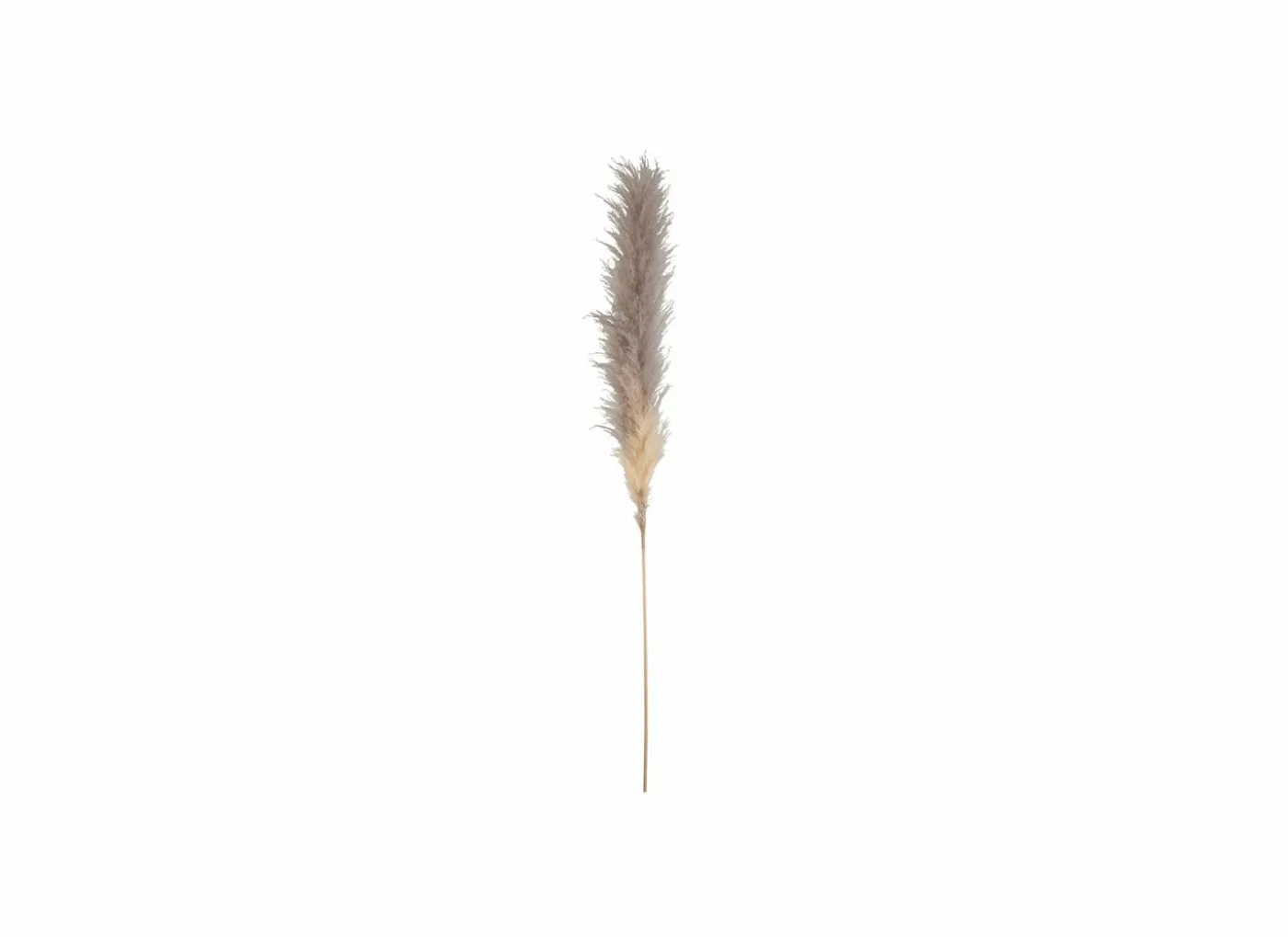 Decoratietak Pluim pampasgras gedroogd H170cm