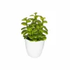 Kunstplant Cactus H18cm